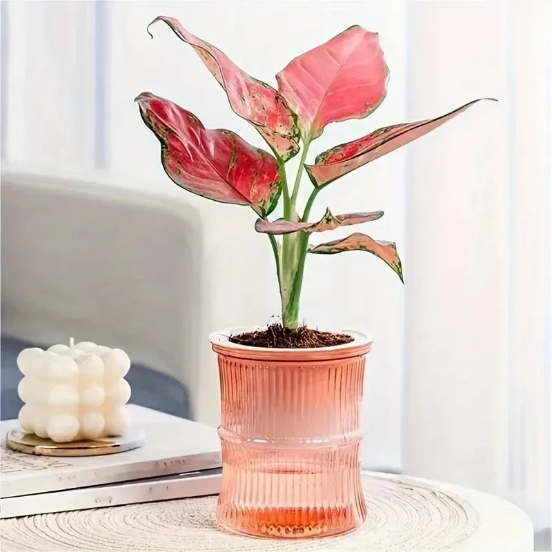 Vaso autoirrigável com sistema de absorção automática de água, transparente, de plástico com dupla camada, ideal para suculentas e decoração.
