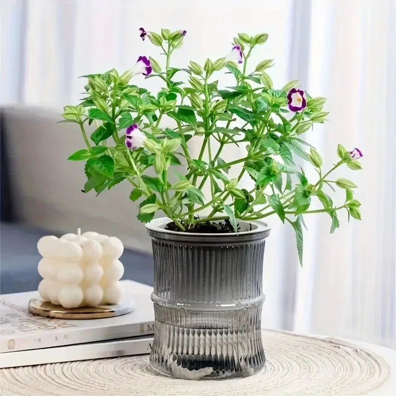 Vaso autoirrigável com sistema de absorção automática de água, transparente, de plástico com dupla camada, ideal para suculentas e decoração.